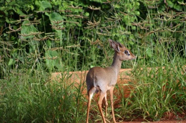 kenya 182
